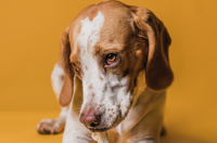 Glucosamine for Dogs: A Simple Guide for Every Pet Parent