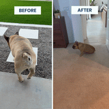 Rewoof Hip & Joint Chews