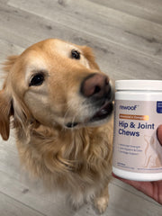 Rewoof customer dog 4
