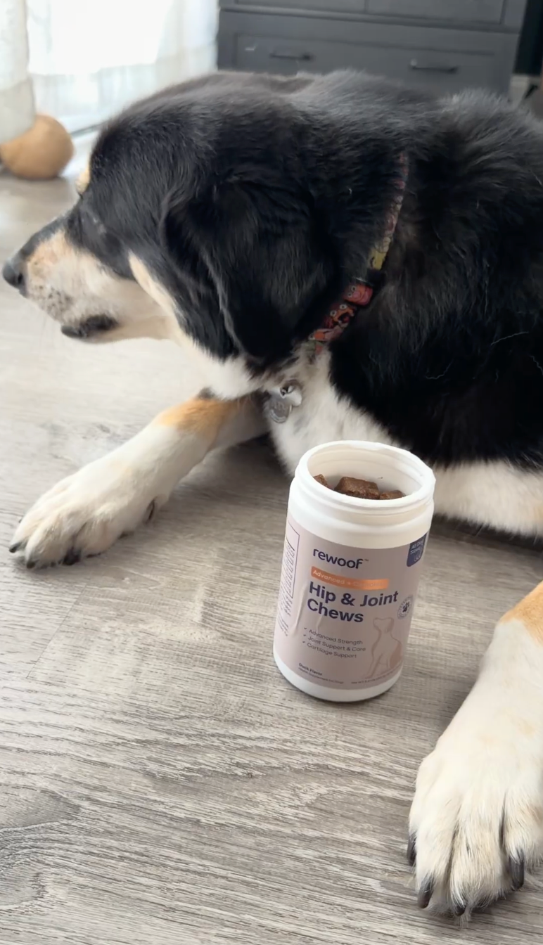 Bodhi's Owner review image