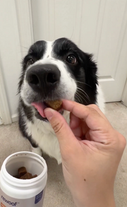 Rewoof customer dog 3