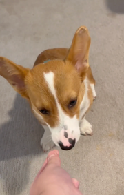 Rewoof customer dog 1