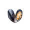 Green-Lipped Mussel