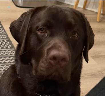 Gambino's owner profile photo