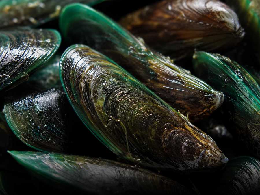 Green-lipped mussels