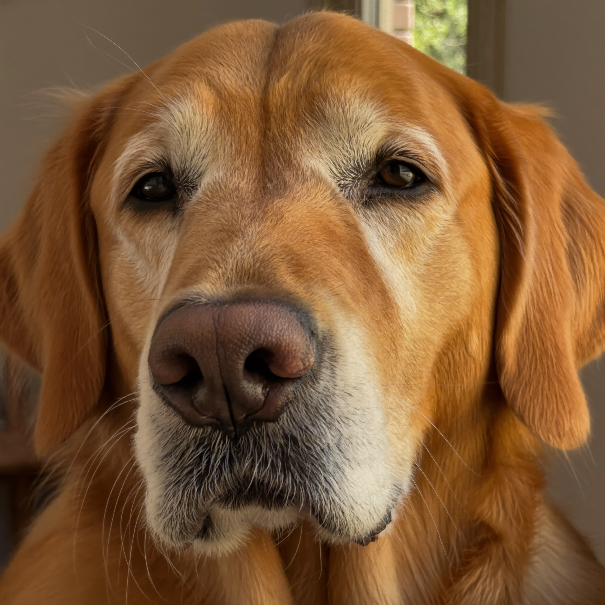 Author photo, a senior golden retriever