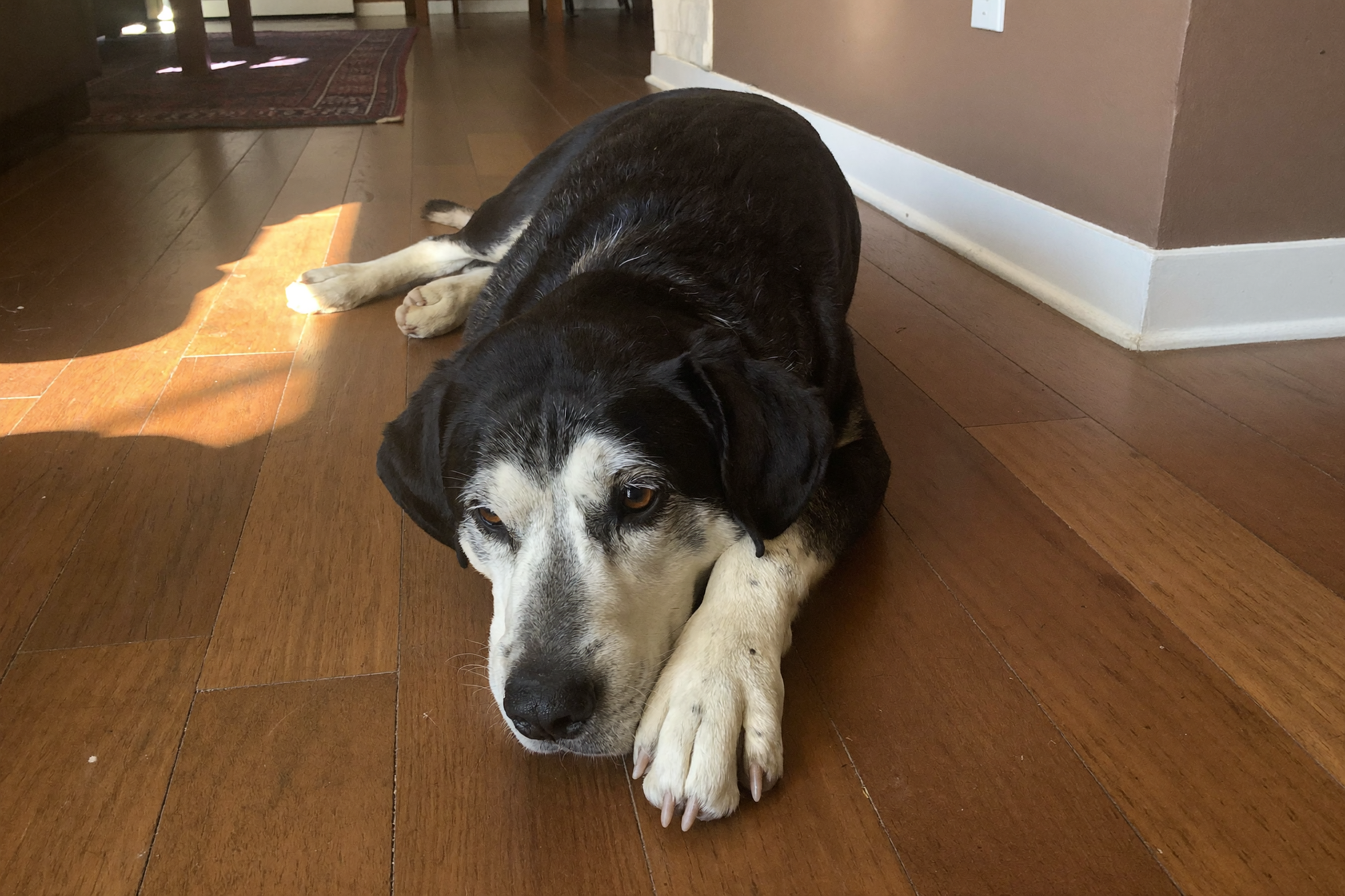 A medium-size dog rests calmly on a sunlit hardwood floor.