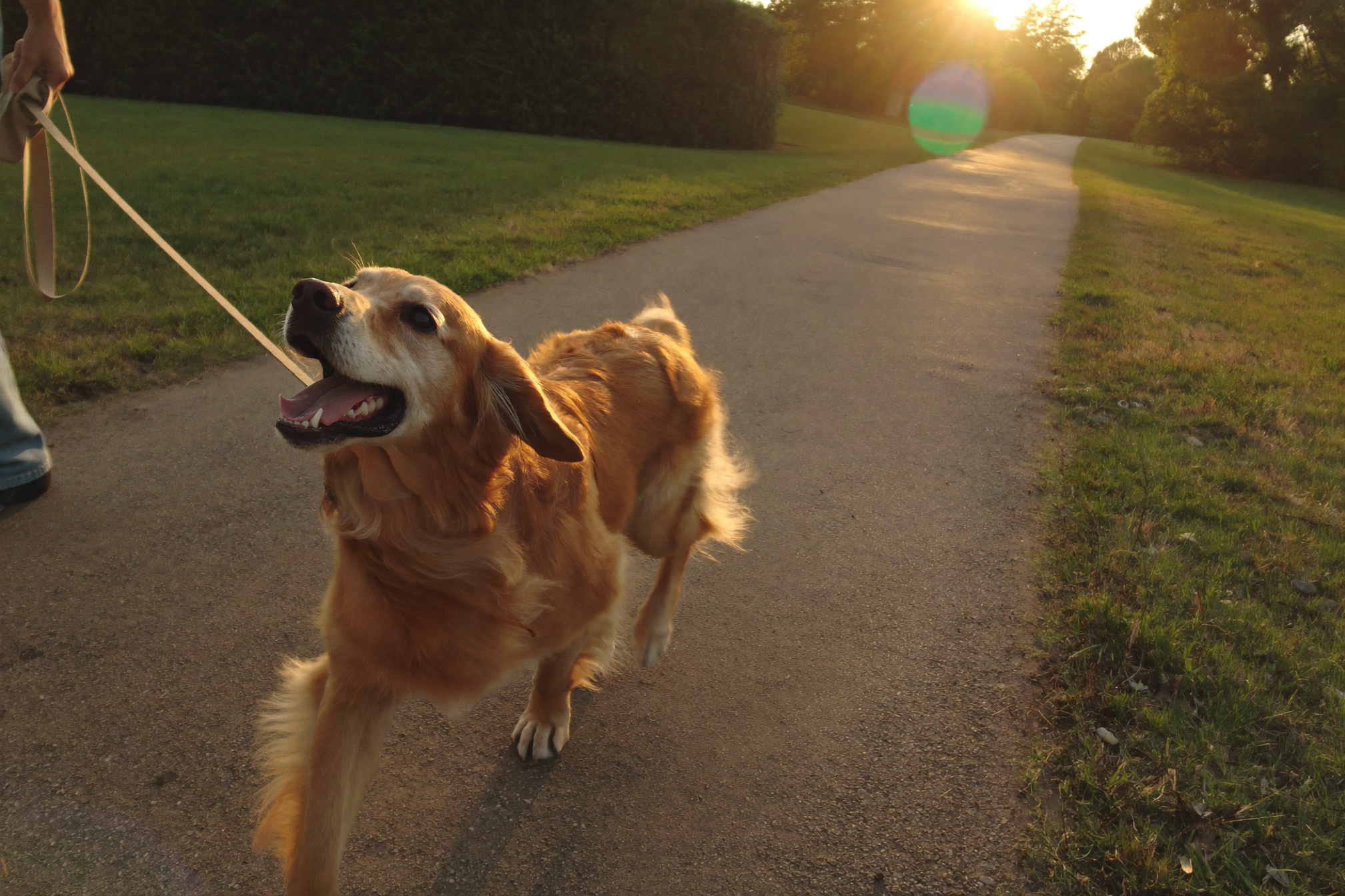 A dog walking with its owner on a sunlit path at golden hour.