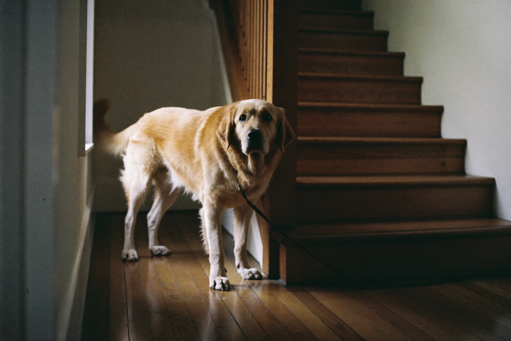 An older golden retriever stands at the bottom of an indoor staircase, looking up.